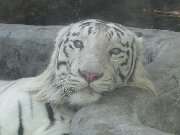 Белый тигр!