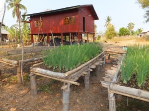 Как выращивают зеленый лук в Лаосе.