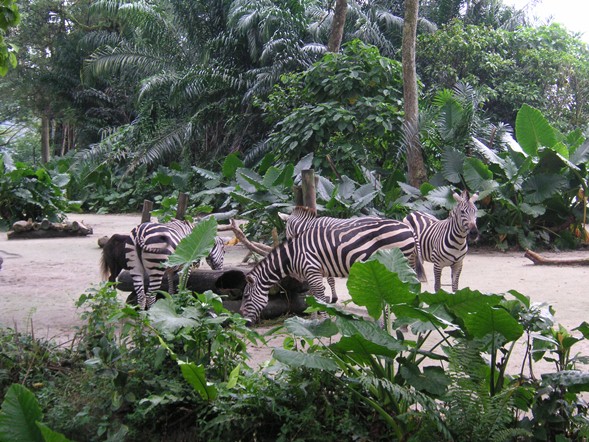 Сингапурский зоопарк.