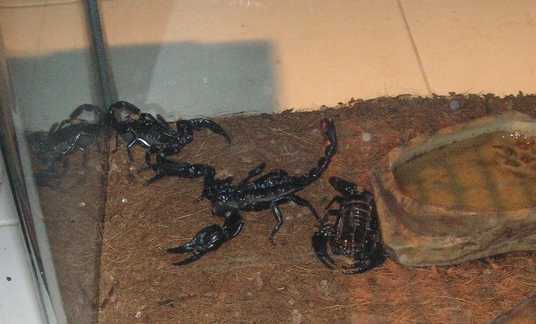 Черные скорпионы.