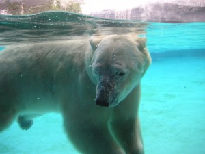 Белый медведь позирует под водой!