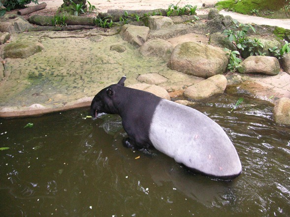 Какое-то потрясающее черно-белое животное огромных размеров!