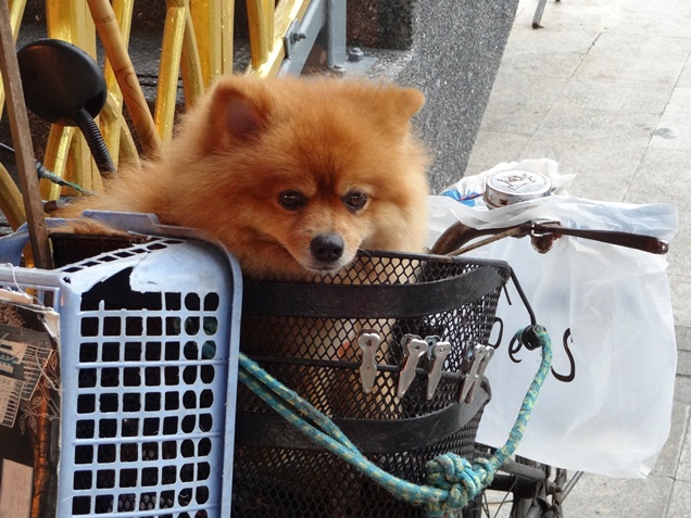 Собачка в велосипедной корзинке поджидает своего хозяина.