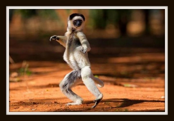 Удивительная природа Мадагаскара!