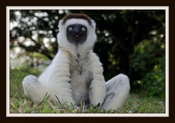 Удивительная природа Мадагаскара!