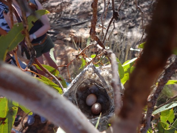 Гнездо с птичьими яйцами размером в полтора сантиметра!