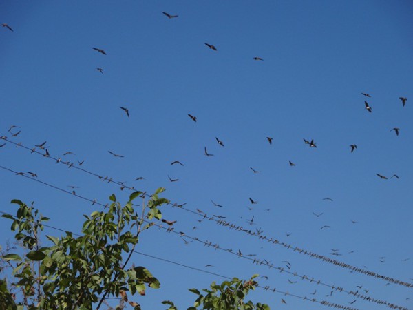 Птицы в небе и на проводах.